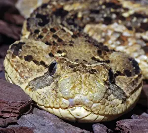 Adder Prints: Puff Adder - Found in dry grasslands over most of Africa, and also in Western Arabia