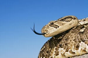 Adder Gallery: PUFF ADDER - with forked tongue extended