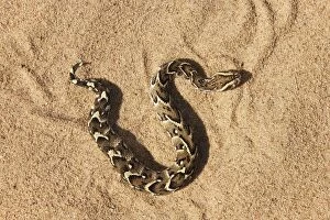 Images Dated 29th March 2008: Puff Adder - Its venom is cytotoxic and fatal in humans