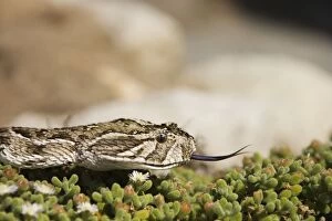 Images Dated 29th March 2008: Puff Adder - Its venom is cytotoxic and fatal in humans