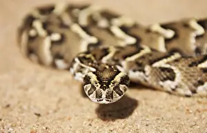 Swakopmund Prints: Puff Adder - Its venom is cytotoxic and fatal in humans - Living Desert Snake Park - Swakopmund - Namibia
