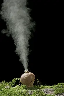 Puffball Prints: Puffball – releasing spores. UK