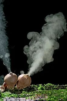 Edible Prints: Puffballs – releasing spores. UK