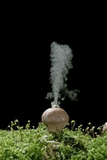 Images Dated 2nd November 2005: Puffballs – releasing spores. UK