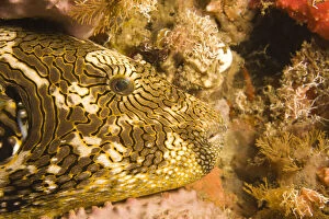 puffer fish (Arothron stellatus), , Scuba