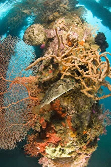 Pufferfish among sponges and coral growth