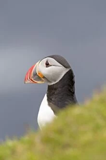 Images Dated 21st June 2013: Puffin