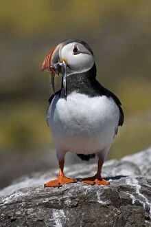 Images Dated 30th May 2009: Puffin