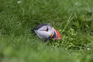 Images Dated 17th June 2014: Puffin