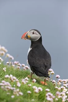 Images Dated 17th June 2014: Puffin