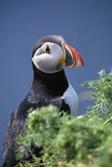 Puffins Prints: Puffin