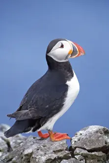 Puffins Prints: Puffin