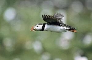 Images Dated 23rd June 2005: Puffin - adult bird in flight
