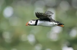Puffin - adult bird in flight