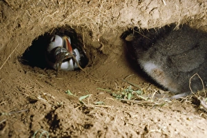 Images Dated 10th April 2007: Puffin - adult bringing fish to chick inside burrow