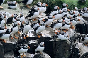 Flocks Collection: Puffin - birds resting on cliff top