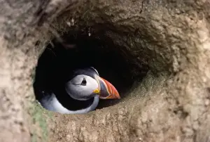 Puffins Prints: Puffin - in burrow