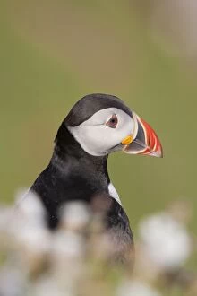 Images Dated 4th June 2006: Puffin - in campion - Skomer - Wales - UK