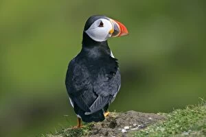 Puffin - on cliff edge