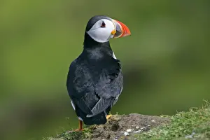 Puffin on cliff edge Hermaness Nature Reserve, Unst, Shetland Isles, Scotland, UK
