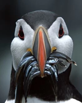 Arctica Gallery: Puffin - close up with fish