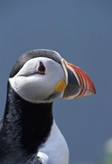 Arctica Gallery: PUFFIN - Close up head side