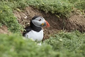 Arctica Gallery: Puffin - coming out of burrow and checking for predators