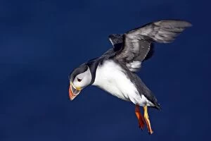 Arctica Gallery: Puffin - Coming in to land on breeding cliffs