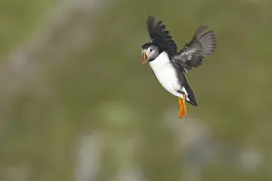 Unst Prints: Puffin - Coming in to land on breeding cliffs Fratercula arctica Hermaness Nature Reserve