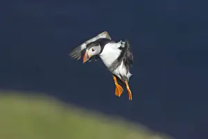 Puffin - Coming in to land on breeding cliffs Fratercula arctica Hermaness Nature Reserve, Unst Shetland, UK BI011126