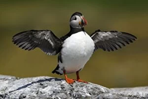 Puffin drying its wings