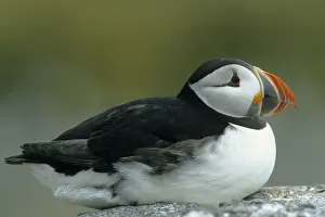 Puffin Farne Islands UK BI004325