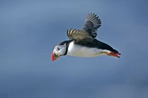 Puffin - in flight against blue sky