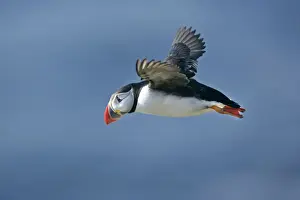 Unst Prints: Puffin in flight against blue sky Sumburgh Head RSPB Reserve