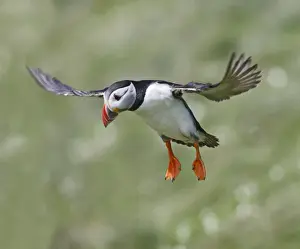 Puffins Prints: Puffin - in flight - landing - Skomer - UK 007584