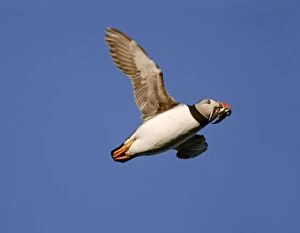 Images Dated 10th July 2005: Puffin - in flight - on its way to burrow with its bill full of sand eels