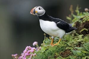 Images Dated 2nd July 2007: Puffin - Handa island, Scotland