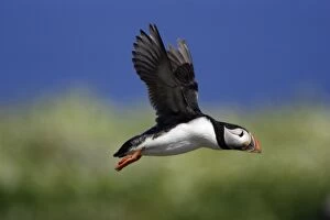 Images Dated 2nd June 2006: Puffin-in flight, Farne Isles, Northumberland UK