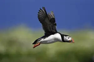 Puffin-in flight, Farne Isles, Northumberland UK