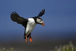 Images Dated 2nd June 2006: Puffin-in flight about to land, Farne Isles, Northumberland UK