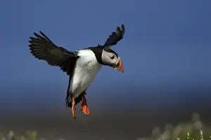 Puffins Prints: Puffin-in flight about to land, Farne Isles, Northumberland UK