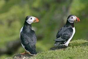 Puffin - two individuals sitting on cliff edge with both heads turned to the right