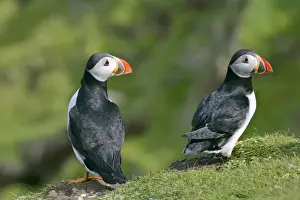 Unst Prints: Puffin two individuals sitting on cliff edge with both heads turned to the right Hermaness Nature Reserve