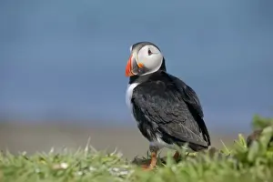 Puffins Prints: Puffin - Lunga - Scotland - UK