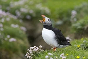 Arctica Gallery: Puffin - With mouth agape