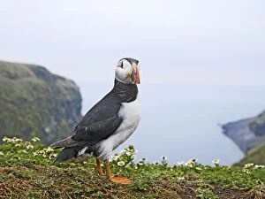 Images Dated 26th June 2009: Puffin - near nest burrow
