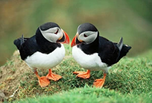 Images Dated 2nd January 2008: Puffin Pair