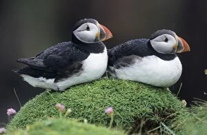 PUFFIN - Pair resting