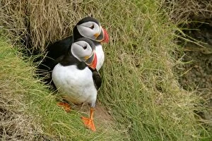 Images Dated 2nd June 2007: Puffin pair sitting in front of burrow on a steep cliff Sumburgh Head RSPB Reserve