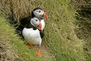 Unst Prints: Puffin pair sitting in front of burrow on a steep cliff Sumburgh Head RSPB Reserve